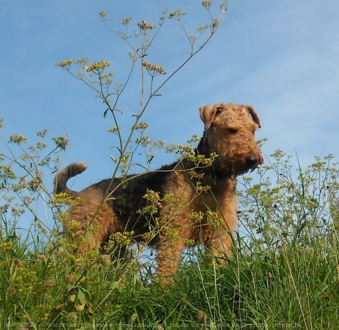 Photo d'Airedale terrier