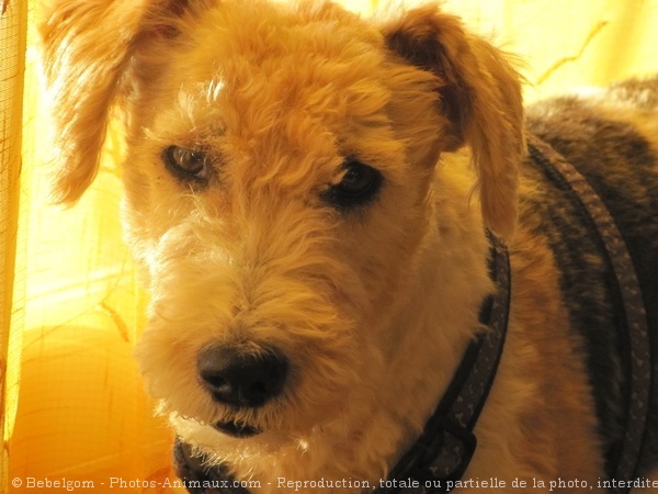 Photo de Fox terrier  poil dur