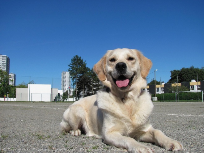 Photo de Golden retriever