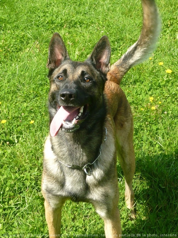 Photo de Berger belge malinois