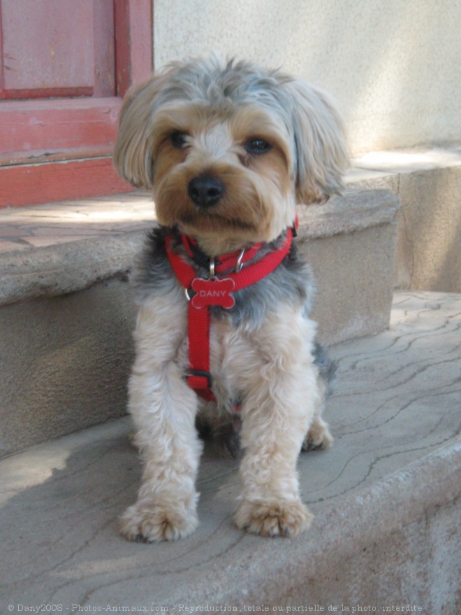 Photo de Yorkshire terrier