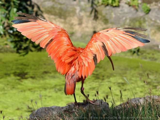 Photo d'Ibis rouge