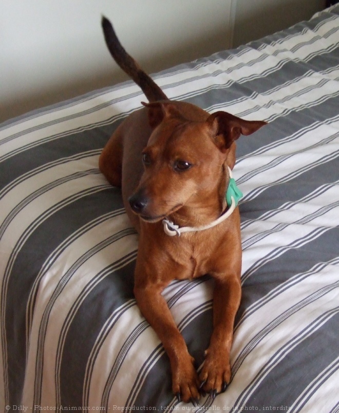 Photo de Pinscher nain