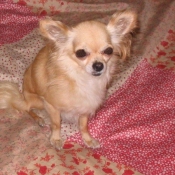 Photo de Chihuahua  poil long