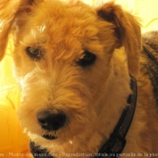 Photo de Fox terrier  poil dur