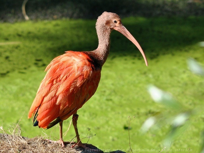 Photo d'Ibis rouge