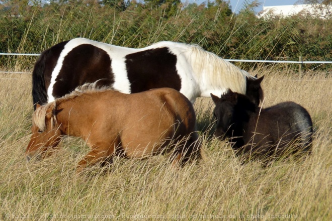 Photo de Poney (toutes races)