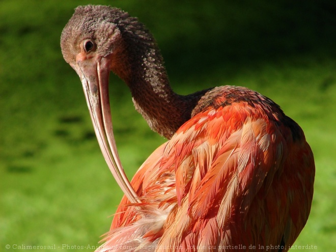 Photo d'Ibis rouge