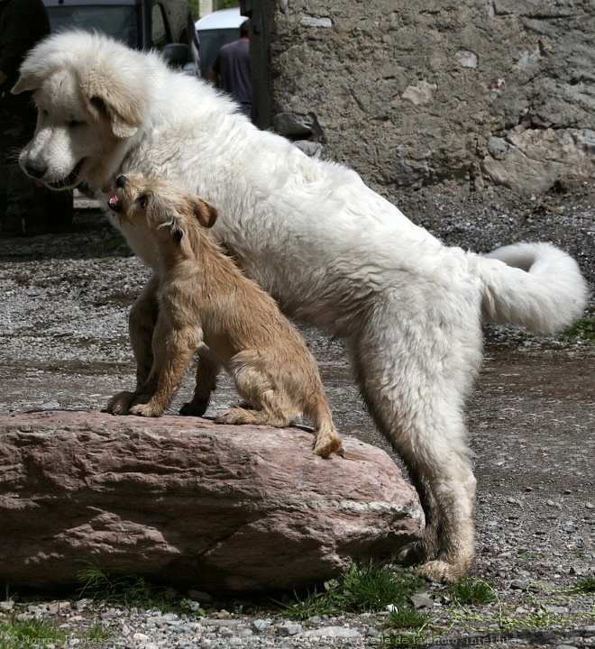 Photo de Chien de montagne des pyrnes