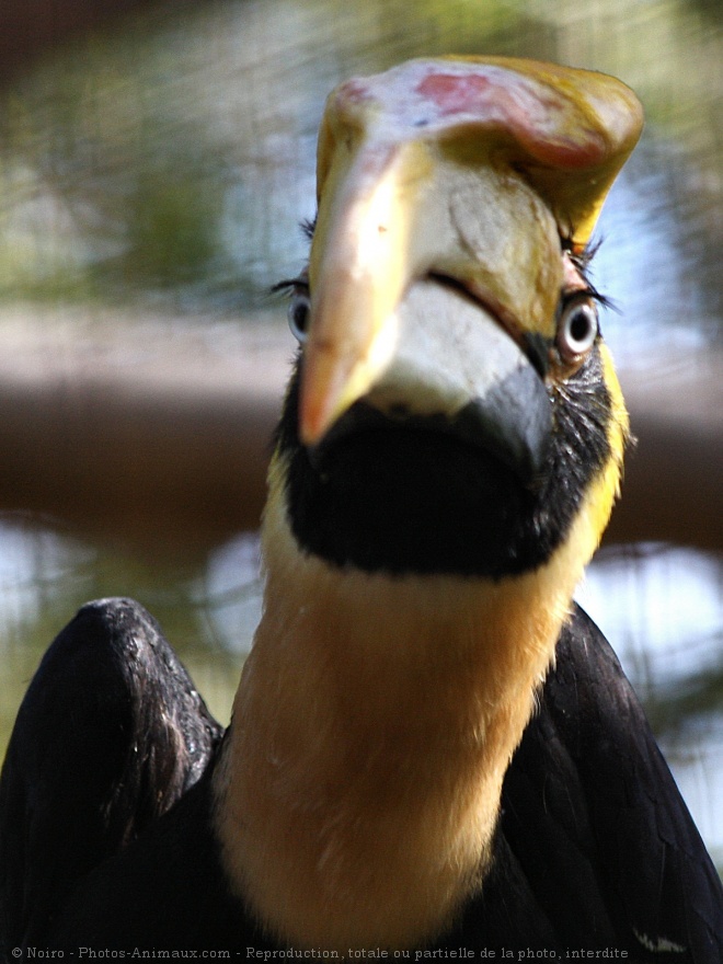 Photo de Toucan