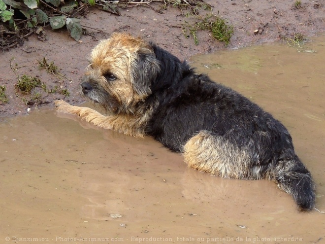 Photo de Border terrier