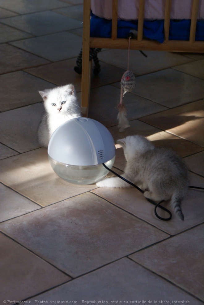 Photo de British shorthair