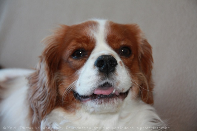 Photo de Cavalier king charles spaniel