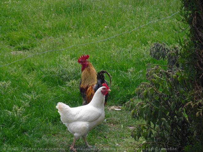 Photo de Poule