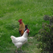 Photo de Poule