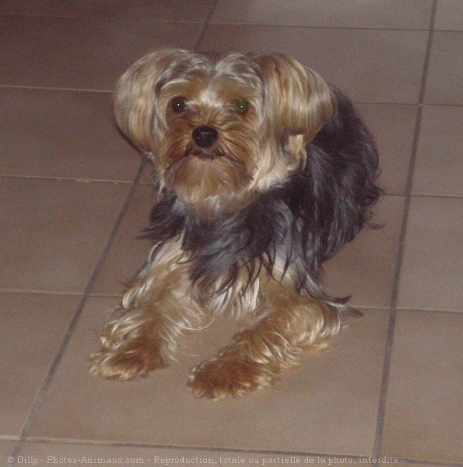 Photo de Yorkshire terrier