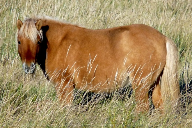 Photo de Poney (toutes races)