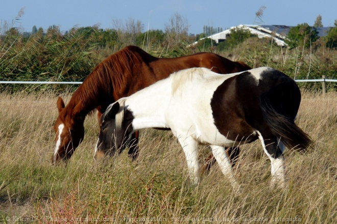 Photo de Races diffrentes