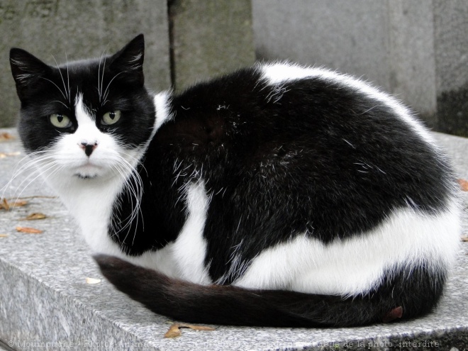 Photo de Chat domestique