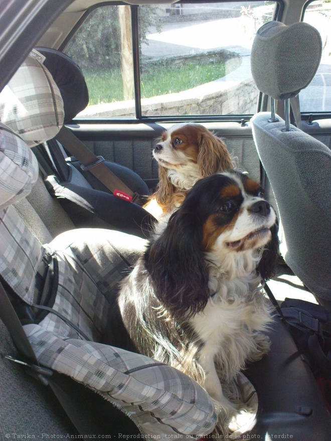 Photo de Cavalier king charles spaniel