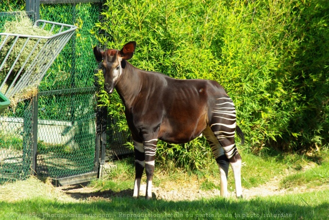 Photo d'Okapi