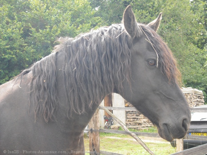 Photo de Percheron