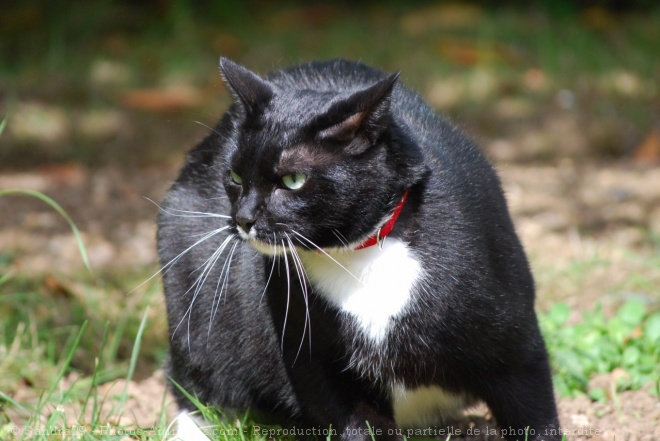 Photo de Chat domestique