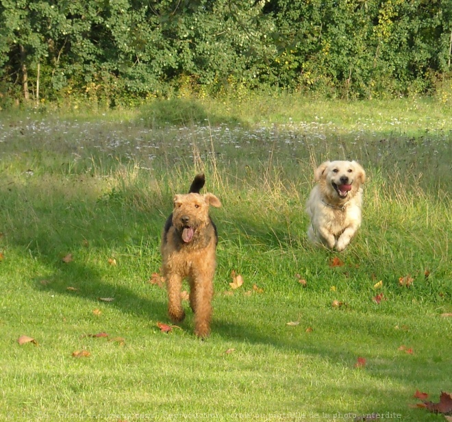 Photo d'Airedale terrier