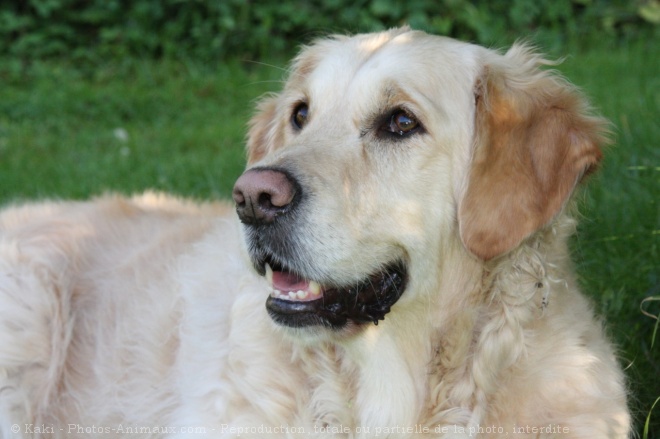 Photo de Golden retriever