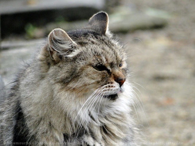 Photo de Chat domestique