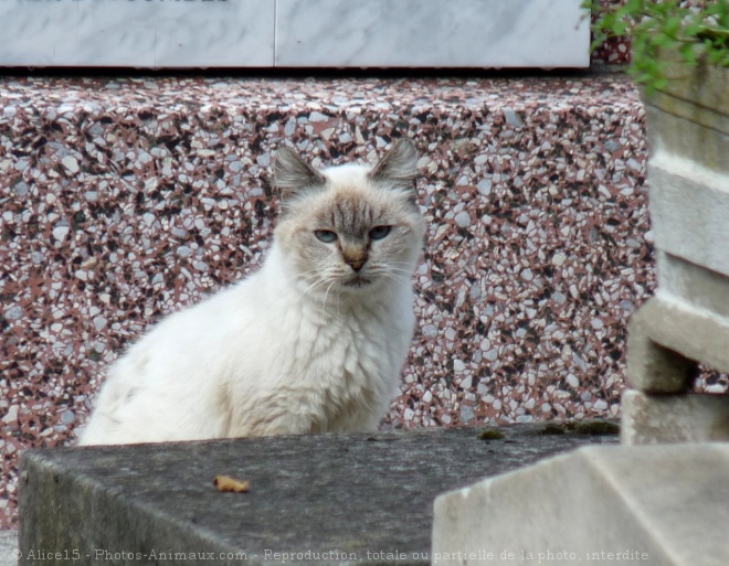 Photo de Chat domestique