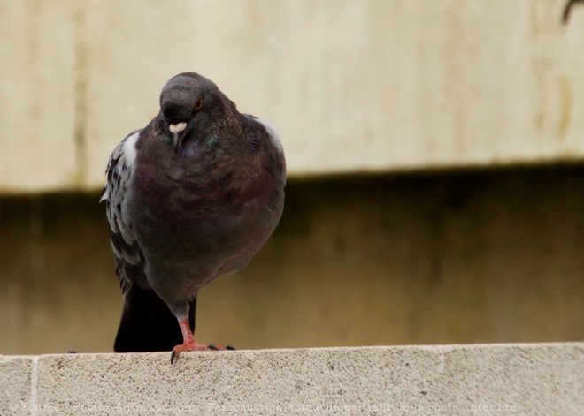 Photo de Pigeon