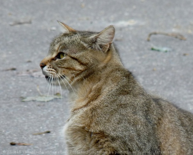 Photo de Chat domestique