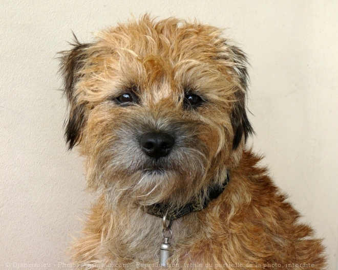 Photo de Border terrier