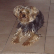 Photo de Yorkshire terrier