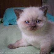 Photo de British shorthair