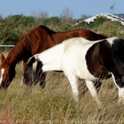 Photo de Races diffrentes