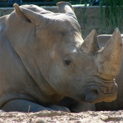 Photo de Rhinocros