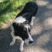 Photo de Border collie