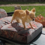 Photo de Chihuahua  poil long