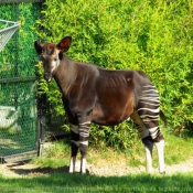 Photo d'Okapi