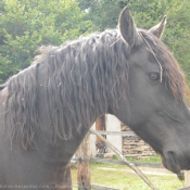 Photo de Percheron