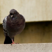 Photo de Pigeon