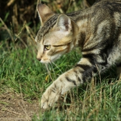 Photo de Chat domestique