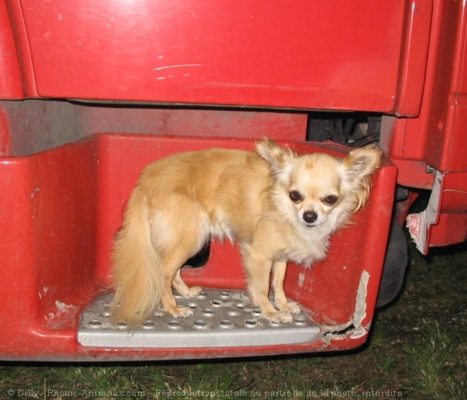 Photo de Chihuahua  poil long