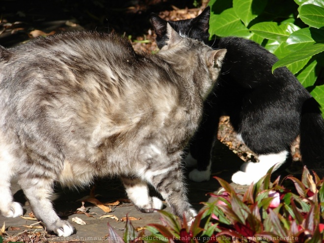 Photo de Chat domestique