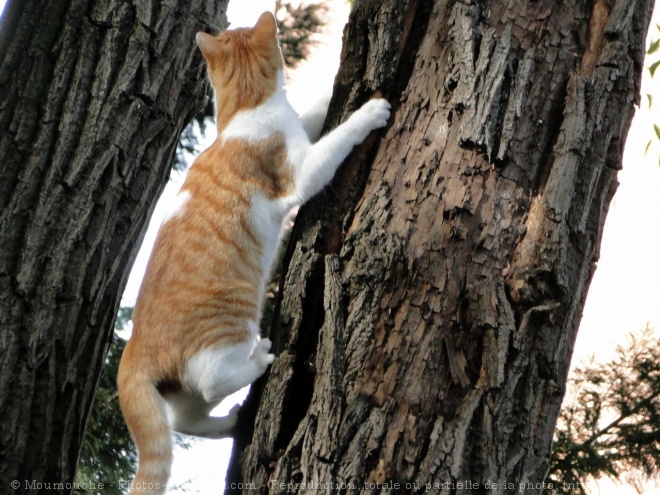 Photo de Chat domestique