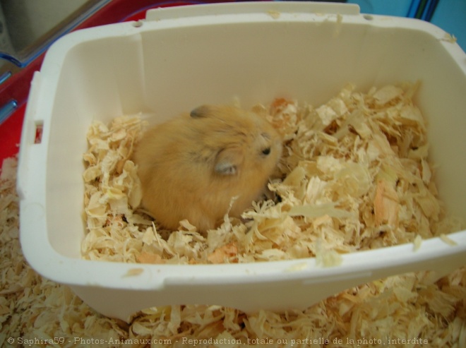 Photo de Hamster