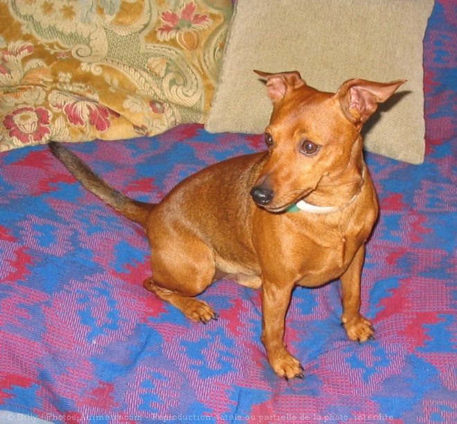 Photo de Pinscher nain