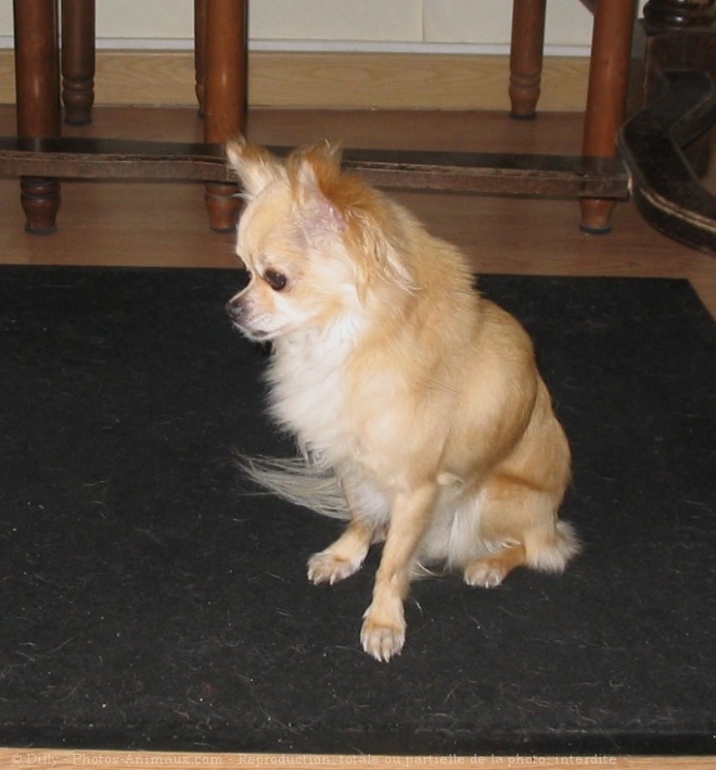 Photo de Chihuahua  poil long